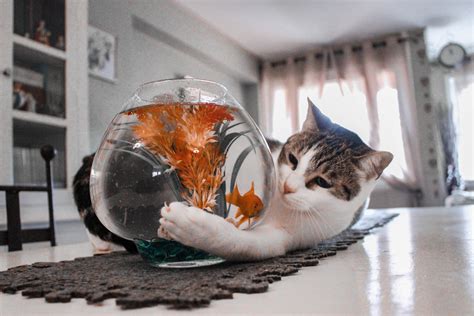 魚缸放哪裡 貓咪擺飾